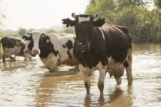 cow bathes in a small river in the hot summer day