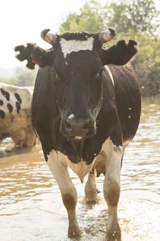 cow bathes in a small river in the hot summer day