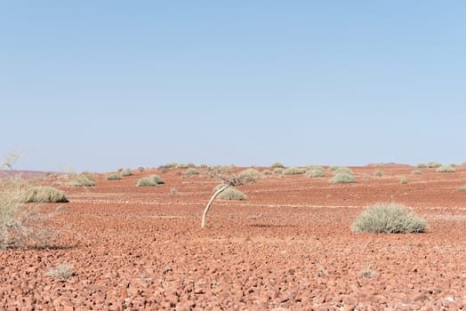 The red, rocky Namib desert landscape next to the C39-road, between Khorixas and Torra Bay, in the Kunene Region of Namibia
