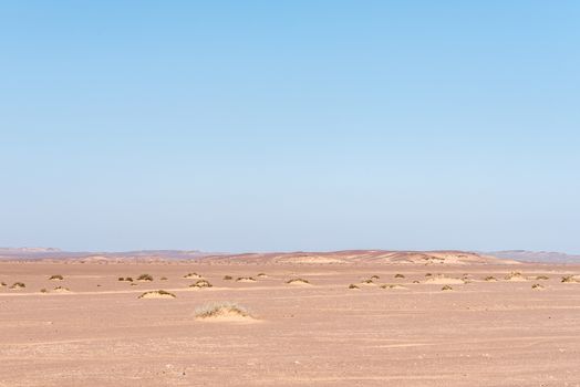A Namib desert landscape in the Skeleton Coast area of Namibia, with sand accumulating against vegetation, forming small dunes