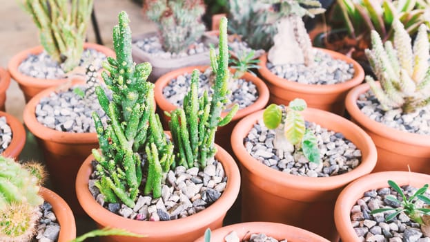 Green cactus in pat with light of sun at afternoon, vintage tone color