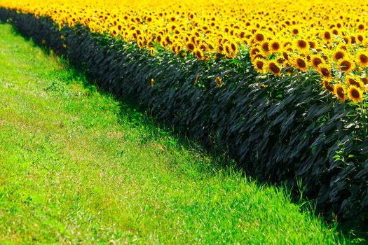 Picture of sunflower field