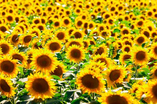 Picture of sunflower field