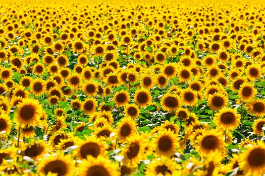 Picture of sunflower field