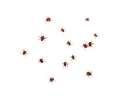 Closeup many ticks or parasitic on on white background, Pet health care concept, soft focus