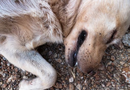 Closeup many ticks or parasitic on the dog, Pet health care concept, soft focus 