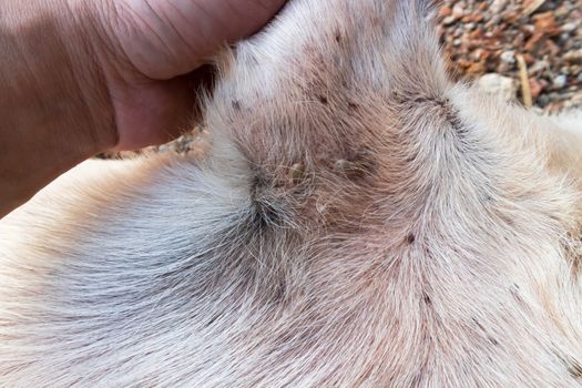 Closeup many ticks or parasitic on the dog, Pet health care concept, soft focus 