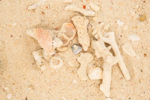 Coral and sea shell on a sand