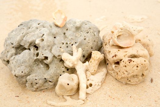 Coral and sea shell on a sand