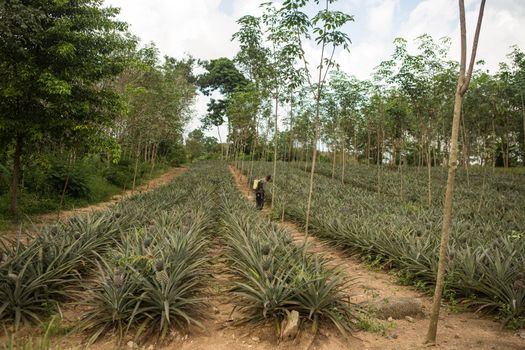 Pineapple plant, tropical fruit growing in a farm, Thailand