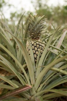 Pineapple plant, tropical fruit growing in a farm, Thailand