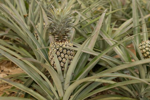 Pineapple plant, tropical fruit growing in a farm, Thailand