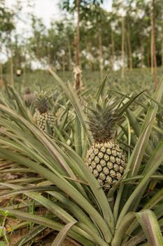 Pineapple plant, tropical fruit growing in a farm, Thailand