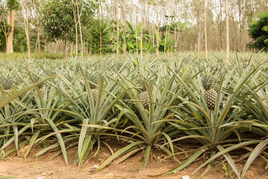 Pineapple plant, tropical fruit growing in a farm, Thailand