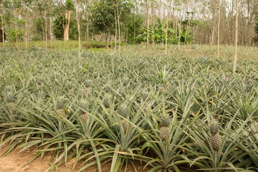 Pineapple plant, tropical fruit growing in a farm, Thailand