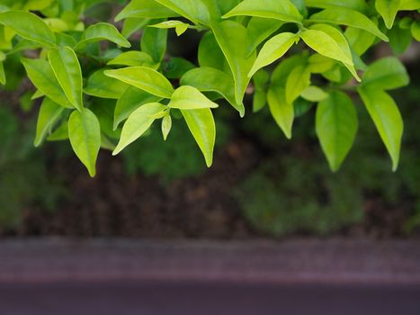 Selective soft focus on the green leaf natural background.