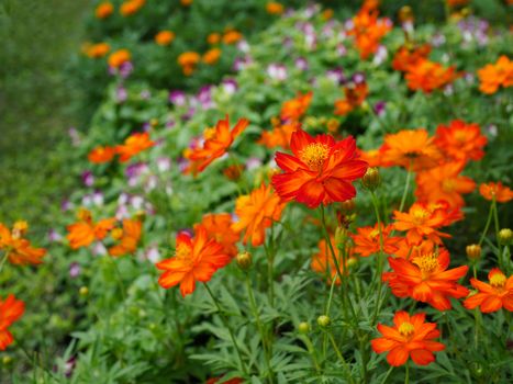 Close up orange cosmos flowers in a park on a spring day, Selective focus.