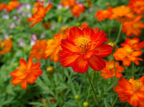 Close up orange cosmos flowers in a park on a spring day, Selective focus.