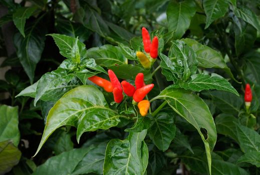 Red hot chili peppers on the tree in organic farm.