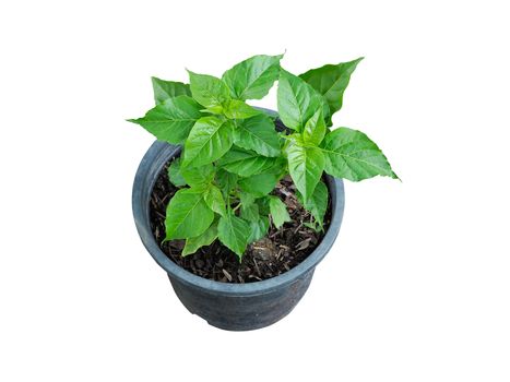 Chili pepper plant growing in pot on white background.