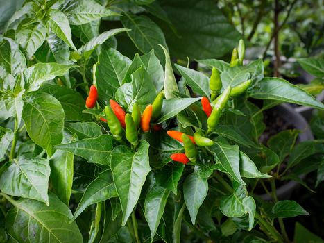 Red hot chili peppers on the tree in organic farm.