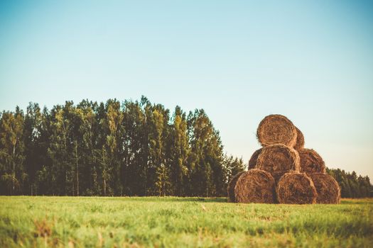 Bales of hay on a field with forest in the background