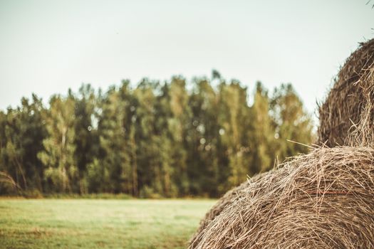 Bales of hay on a field with forest in the background