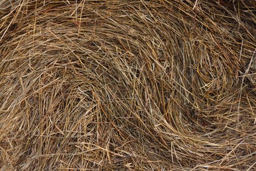 Texture hay closeup in color. Fodder for livestock and construction material.