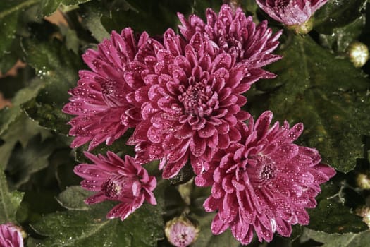 pink chrysanthemum - autumn flower decorative