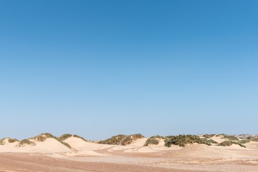 Typical Namib desert coastal dunes in the Skeleton Coast area of Namibia, with sand accumulating against vegetation, forming small dunes