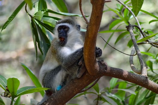 A gray and black color on a tree monkey in Tanzania