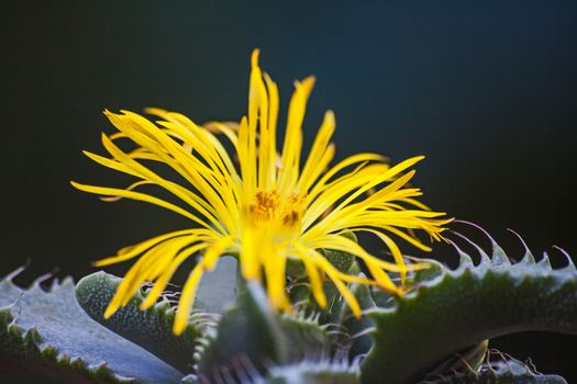 Yellow flower of the Tiger's Jaw (Faucaria tigrina)