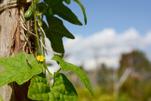 Small yellow flower on cucamelon vine, growing up a wooden pole. Allotment and blue sky beyond.