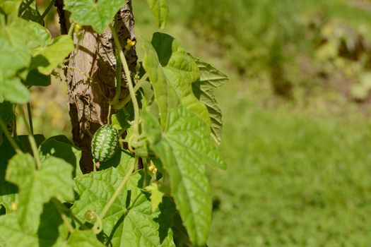 Cucamelon fruit growing on leafy green vine in sunshine; copy space on grass