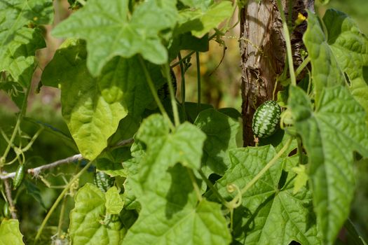 Green cucamelon among foliage; smaller fruits growing on the vine