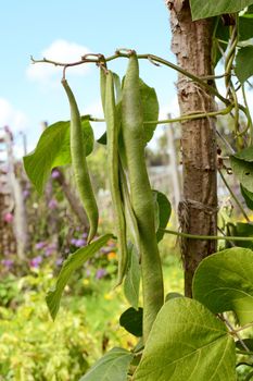 Long runner beans hanging from the vine in selective focus; allotment garden and flowers beyond