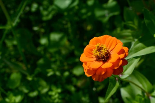 Bright orange zinnia flower against deep green foliage with copy space