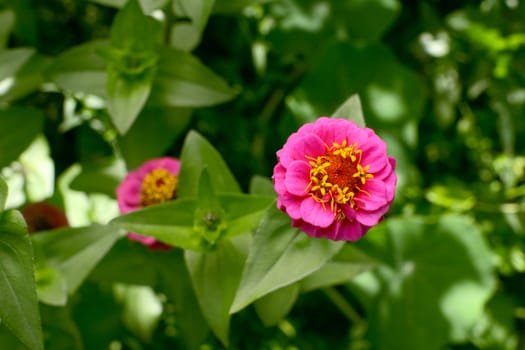 Zinnia flower with bright pink petals and yellow stamen