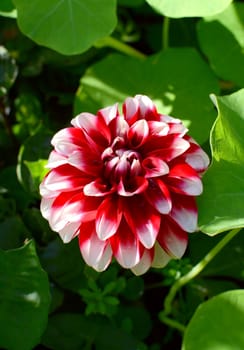 Pretty red dahlia flower with white-tipped petals and water droplets, growing among dense foliage.
