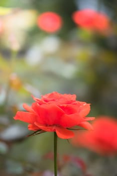 The background image of the colorful flowers, background nature