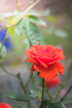 The background image of the colorful flowers, background nature