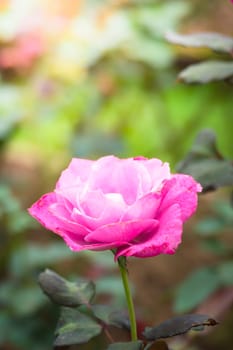 The background image of the colorful flowers, background nature