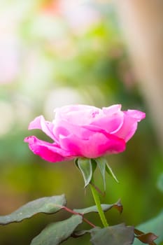 The background image of the colorful flowers, background nature