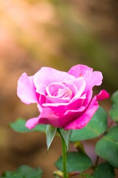 The background image of the colorful flowers, background nature