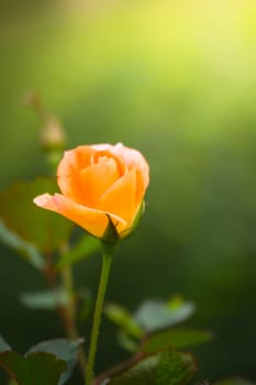 The background image of the colorful flowers, background nature