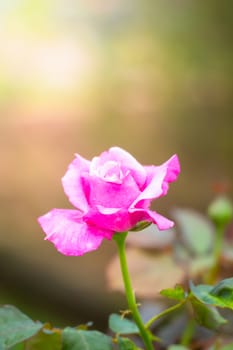 The background image of the colorful flowers, background nature