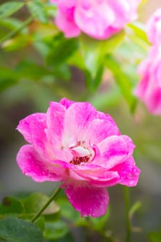 The background image of the colorful flowers, background nature