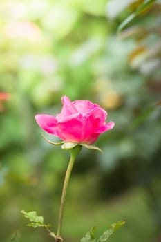 The background image of the colorful flowers, background nature