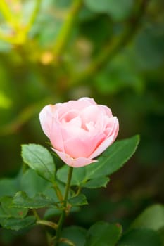 The background image of the colorful flowers, background nature