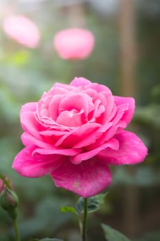 The background image of the colorful flowers, background nature